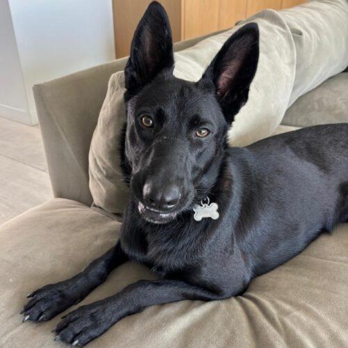 Enlarge MIDNIGHT *, a Adoptable mixed breed in San Juan Capistrano, CA image 3/5