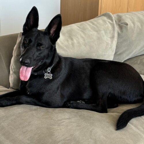 Enlarge MIDNIGHT *, a Adoptable mixed breed in San Juan Capistrano, CA image 4/5