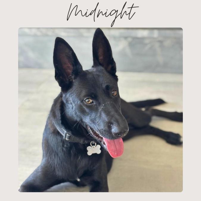 Enlarge MIDNIGHT *, a Adoptable mixed breed in San Juan Capistrano, CA image 5/5