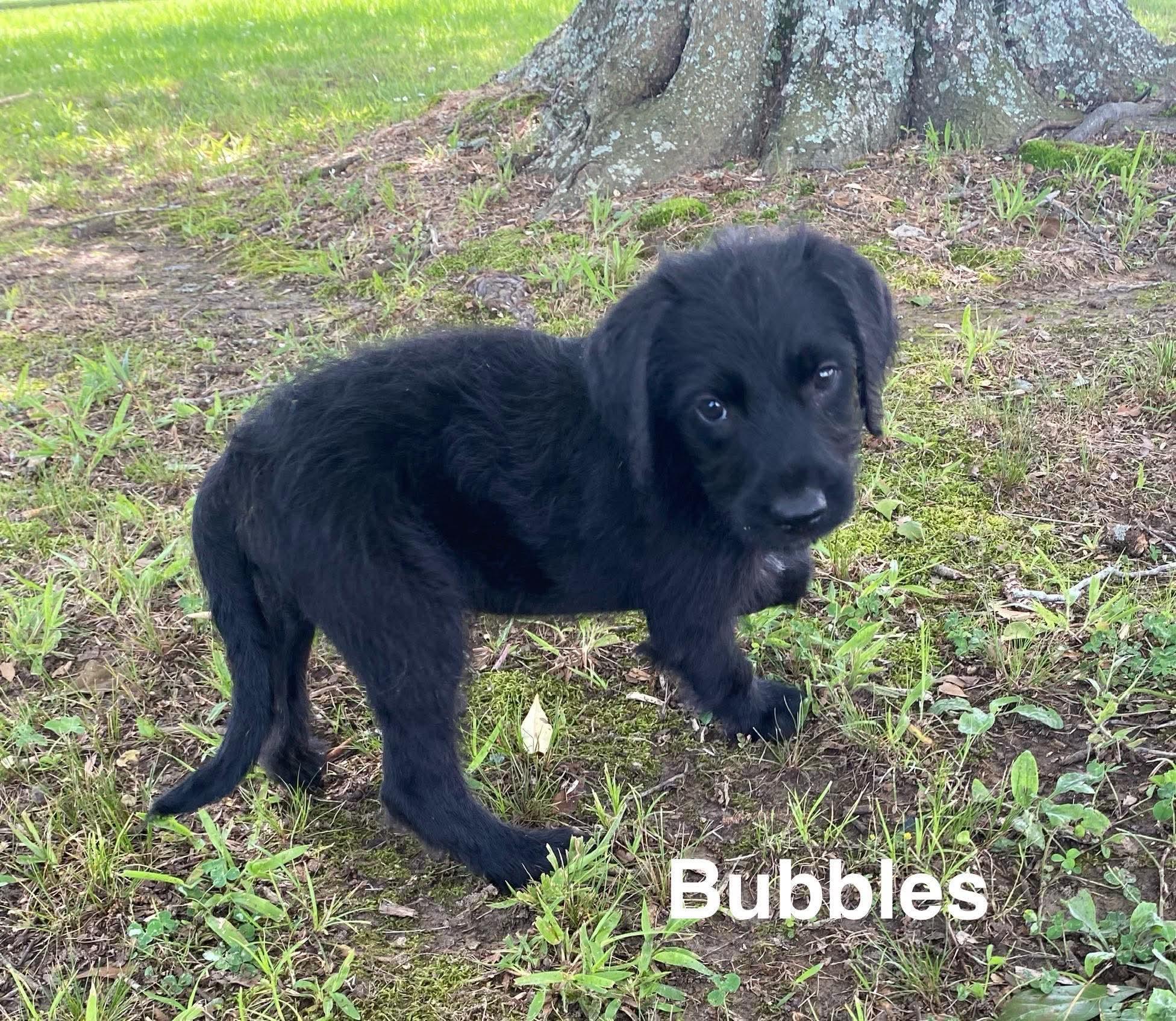 Bubbles, an adopted mixed breed in Westport, MA image 1/6