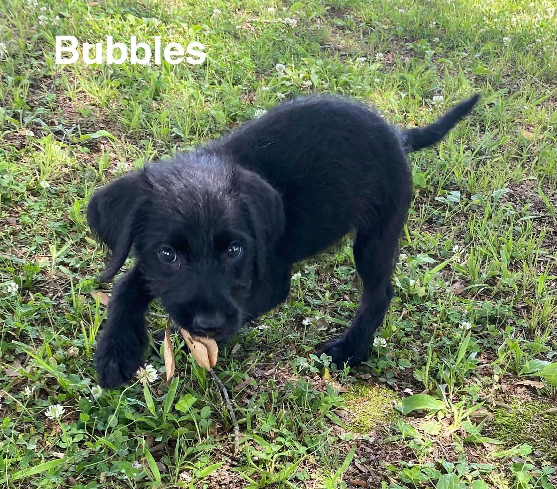 Bubbles, an adopted mixed breed in Westport, MA image 3/6