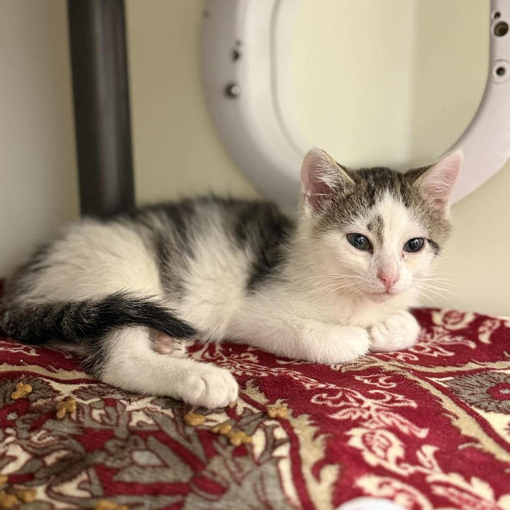 Krew, Adoptable, Kitten Male Domestic Medium Hair & Domestic Medium Hair.