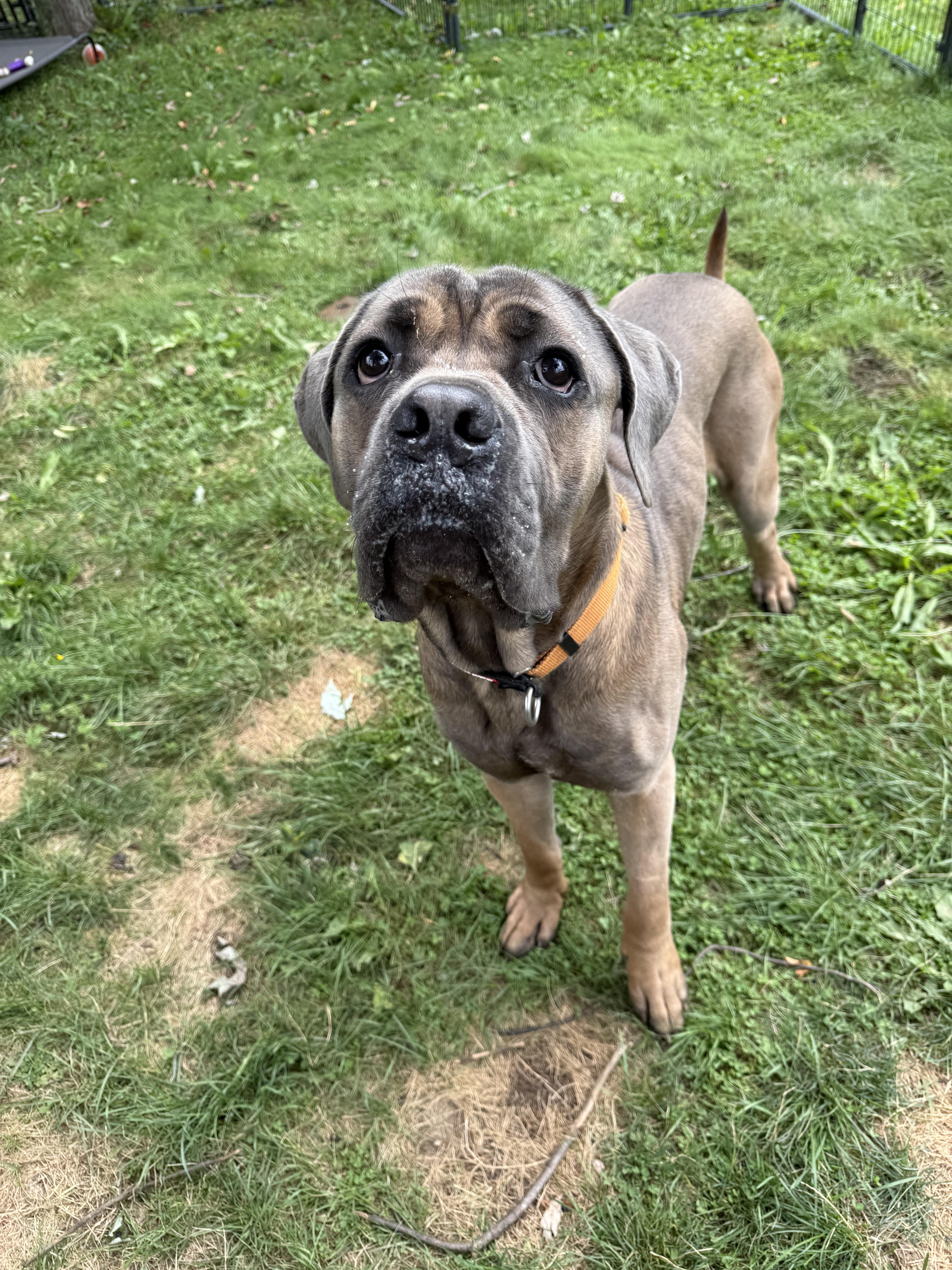 Enlarge Pickles, an adopted Cane Corso in Hilton, NY image 1/6