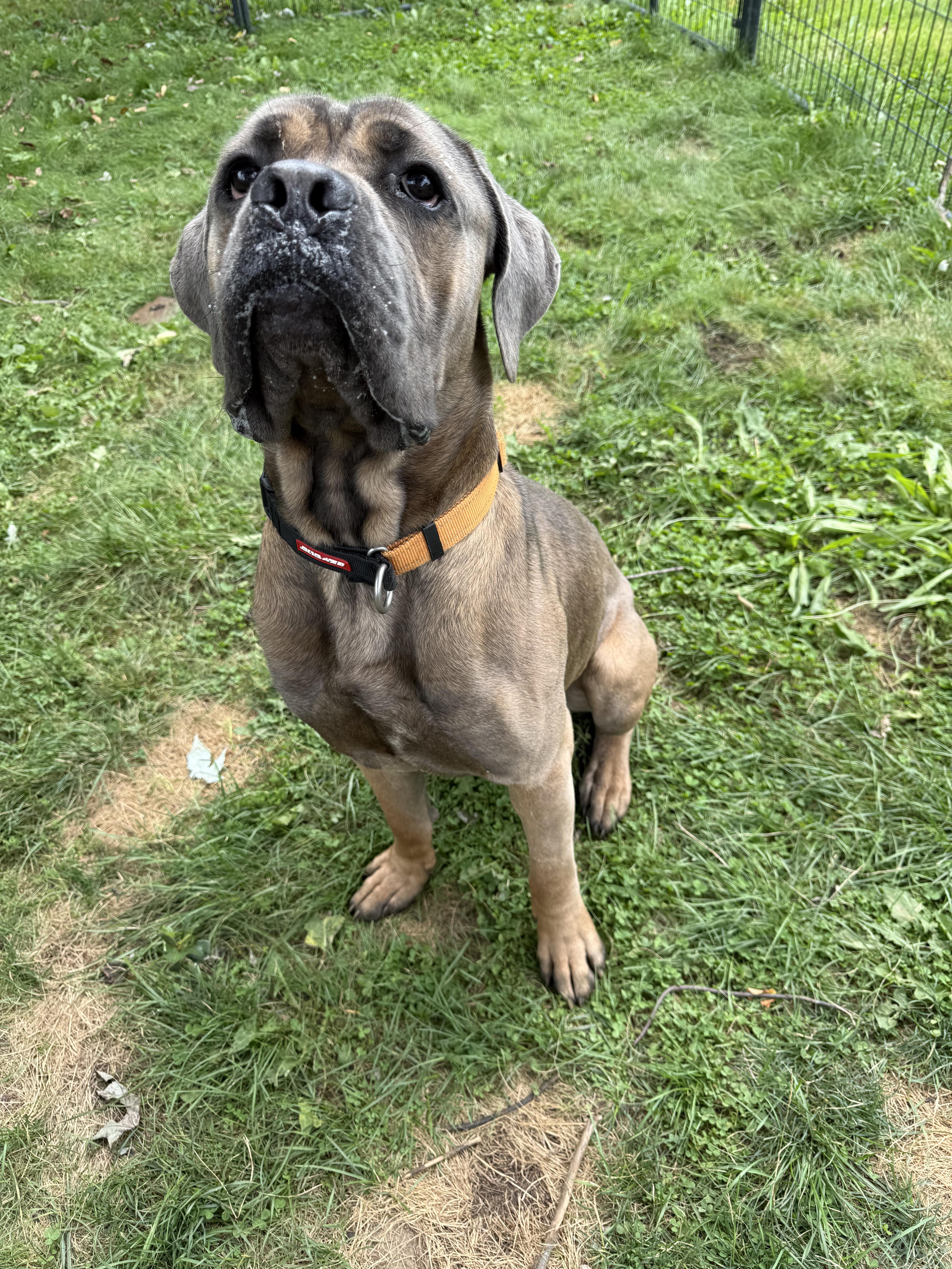Enlarge Pickles, an adopted Cane Corso in Hilton, NY image 5/6