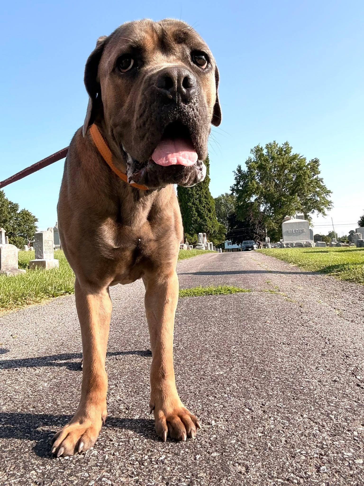 Enlarge Pickles, an adopted Cane Corso in Hilton, NY image 2/6