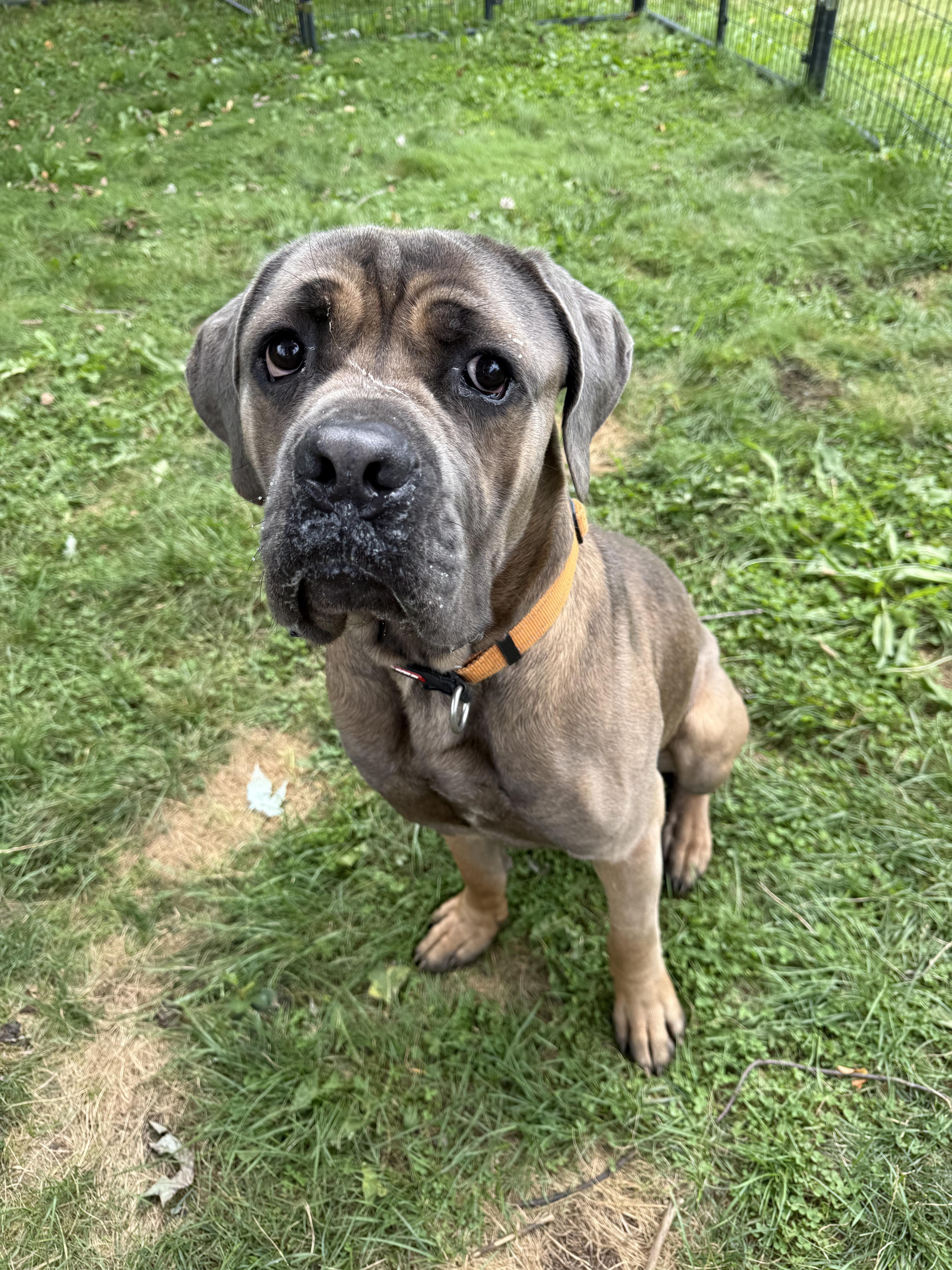 Enlarge Pickles, an adopted Cane Corso in Hilton, NY image 3/6