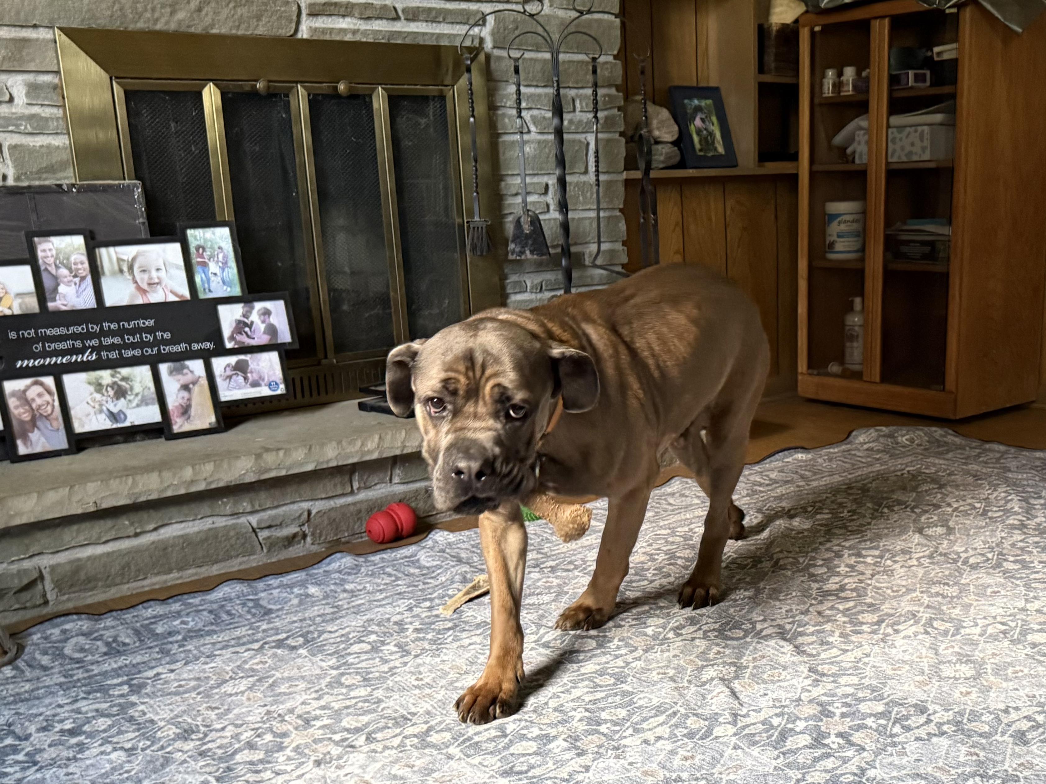 Enlarge Pickles, an adopted Cane Corso in Hilton, NY image 4/6