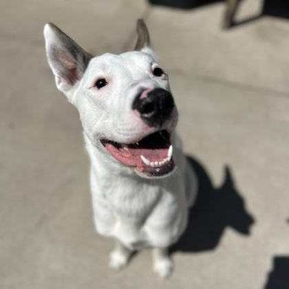 Enlarge Bug, a Adoptable mixed breed in Rapid City, SD image 3/3