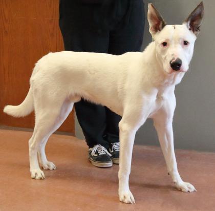 Enlarge Bug, a Adoptable mixed breed in Rapid City, SD image 2/3