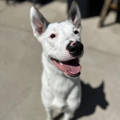 Enlarge Bug, a Adoptable mixed breed in Rapid City, SD image 1/3