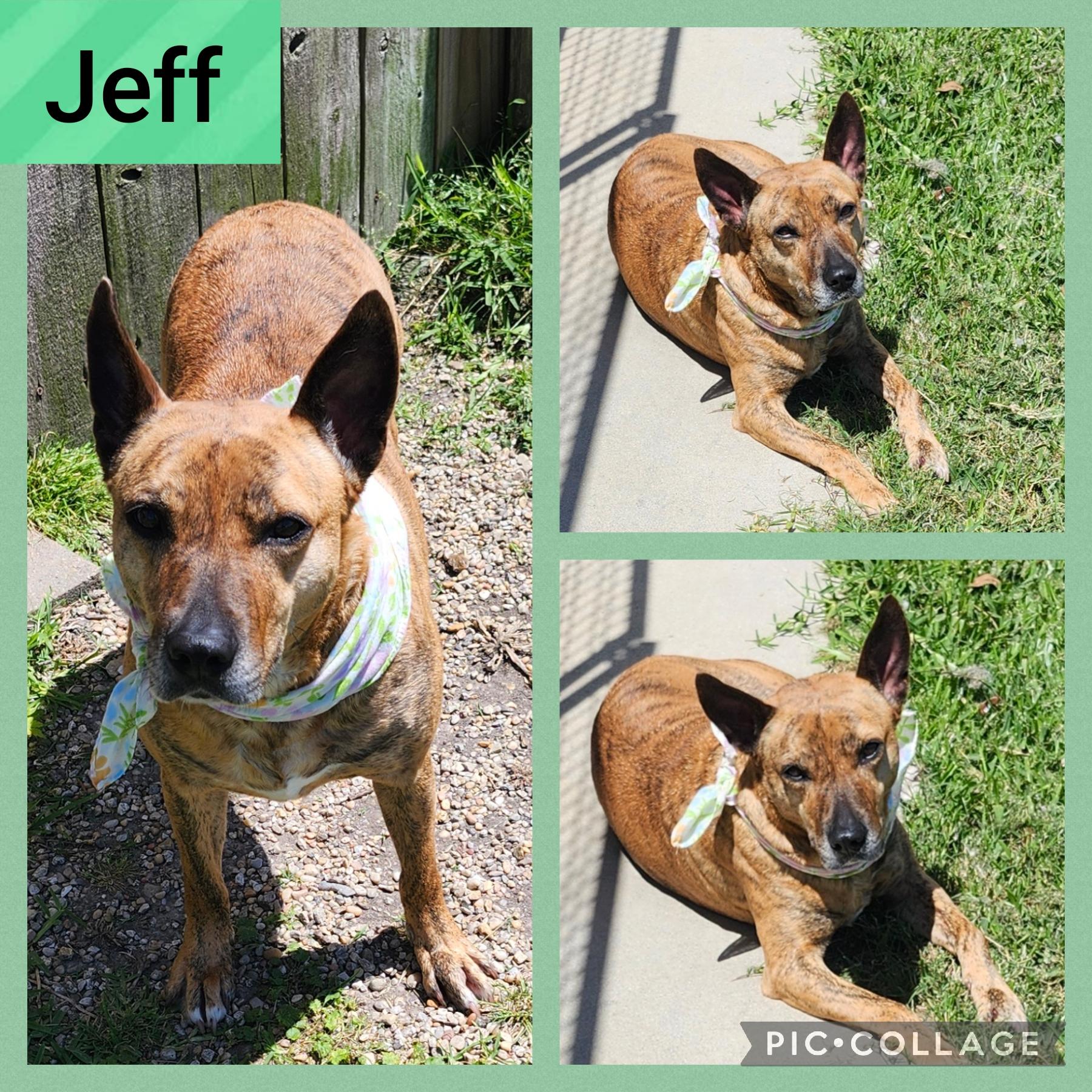 Enlarge JEFF, a Adoptable Terrier in Rayne, LA image 1/1