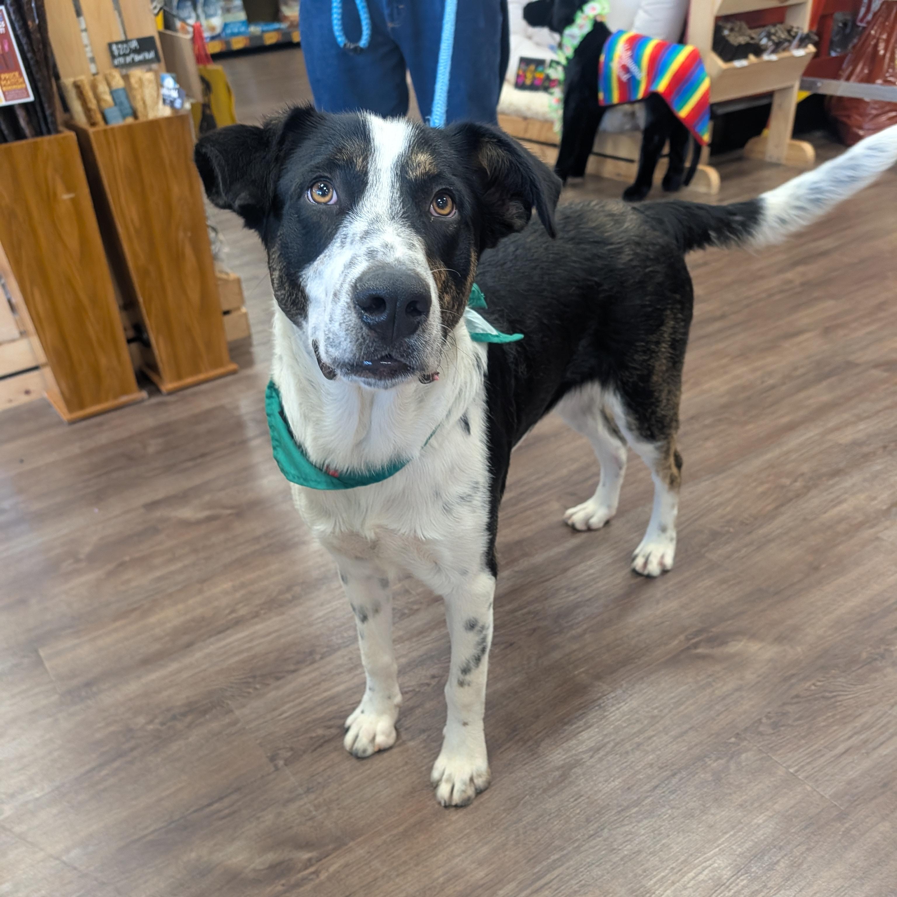 Wallee, a ADOPTABLE mixed breed in Bella Vista, AR image 3/6