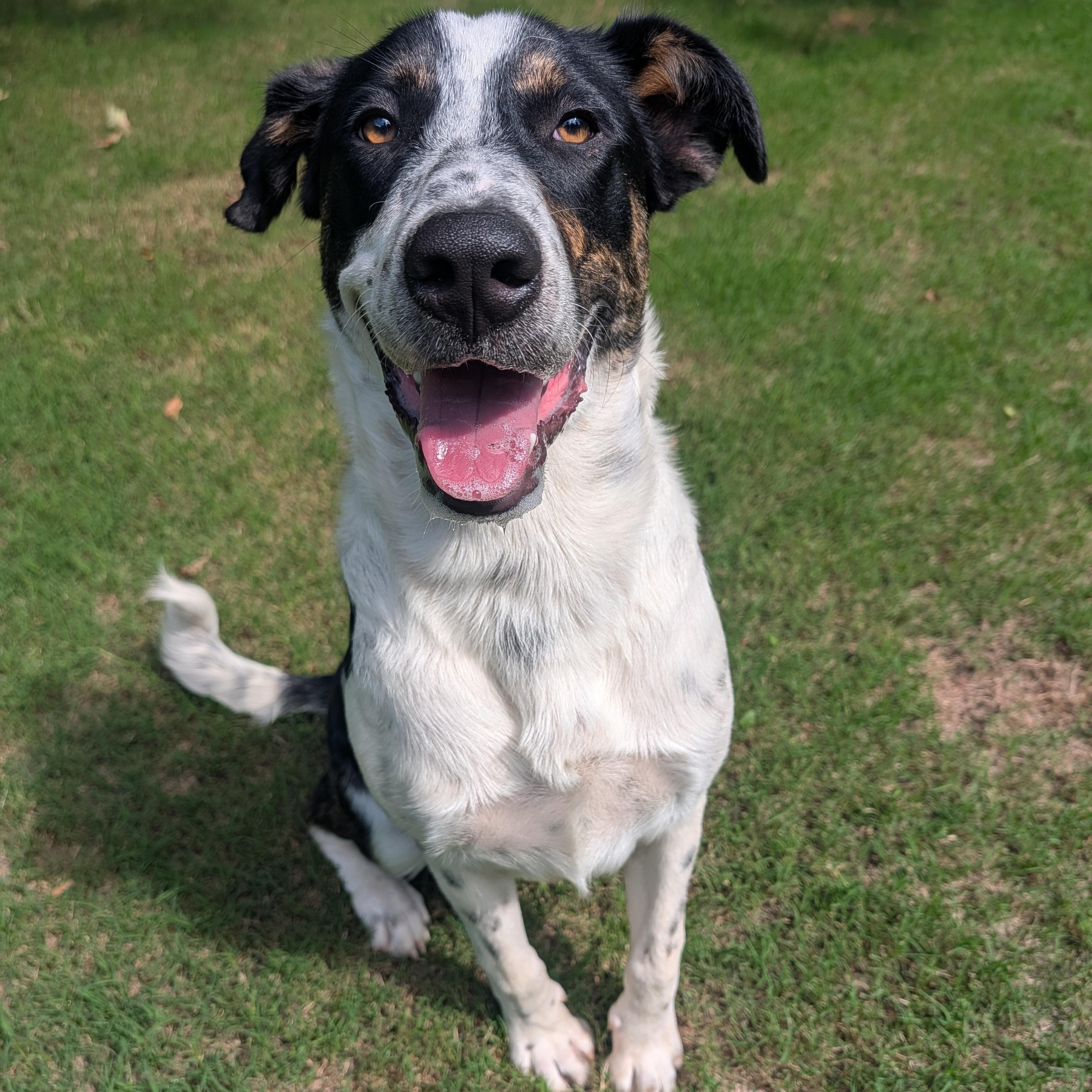 Wallee, a ADOPTABLE mixed breed in Bella Vista, AR image 1/6