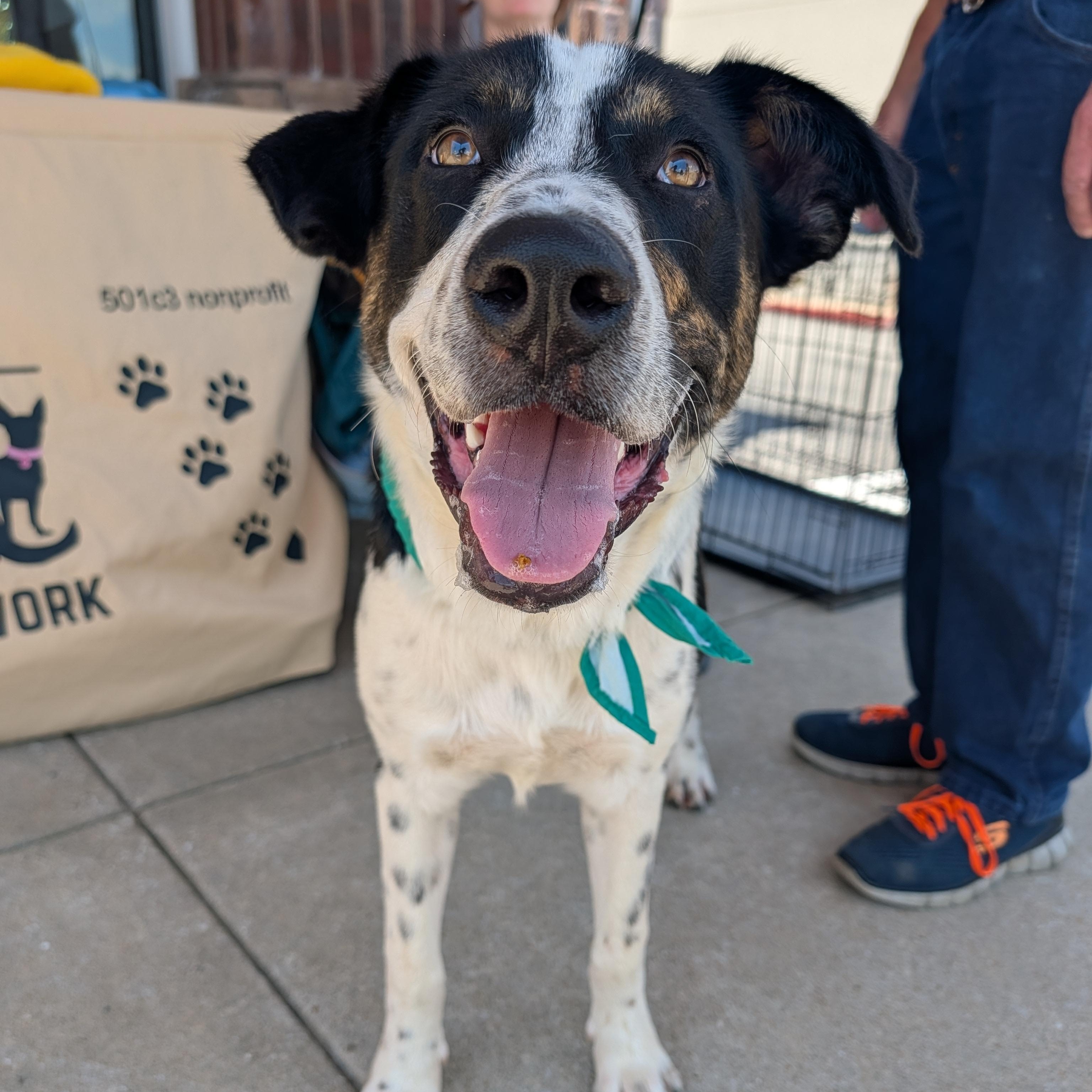 Wallee, a ADOPTABLE mixed breed in Bella Vista, AR image 4/6