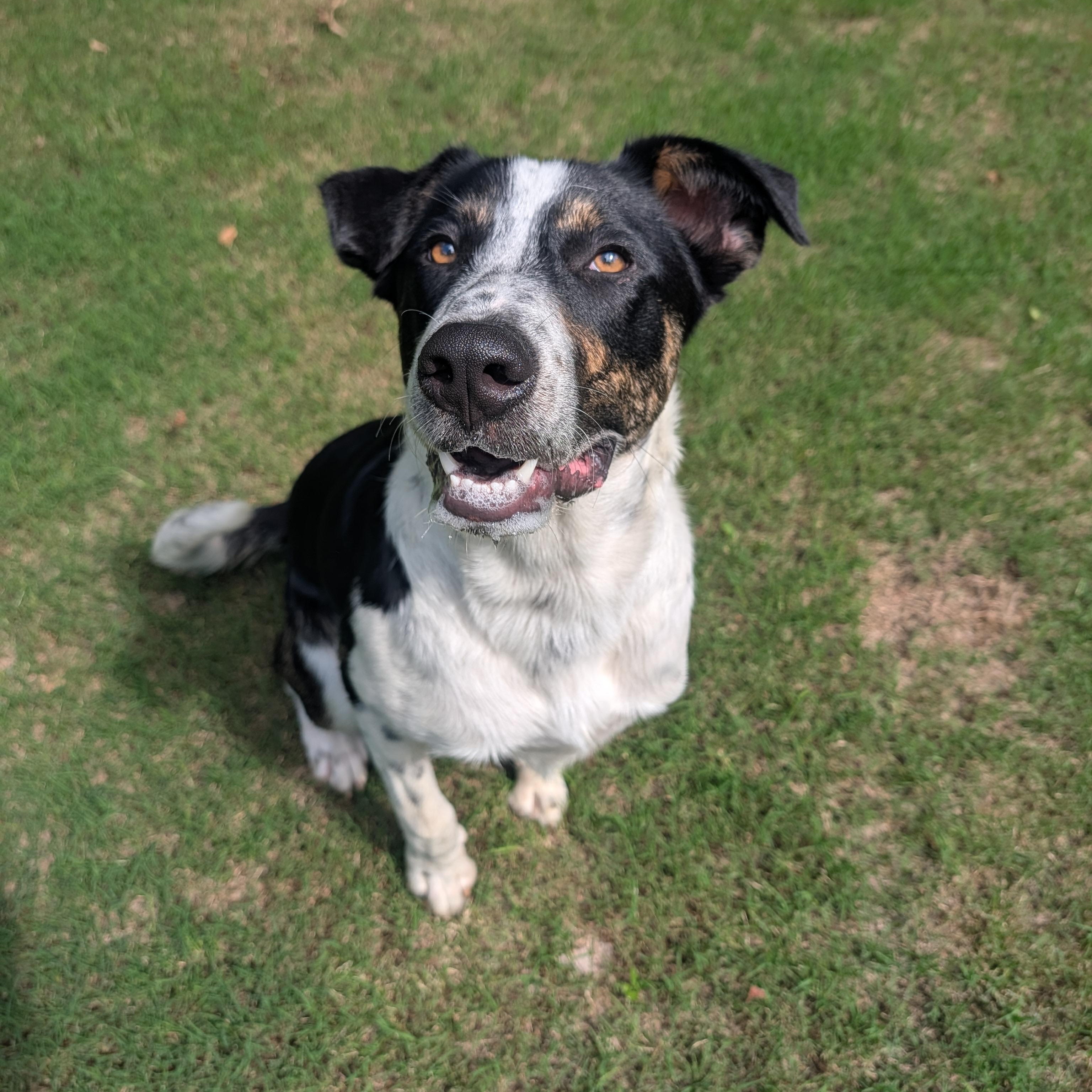Wallee, a ADOPTABLE mixed breed in Bella Vista, AR image 6/6