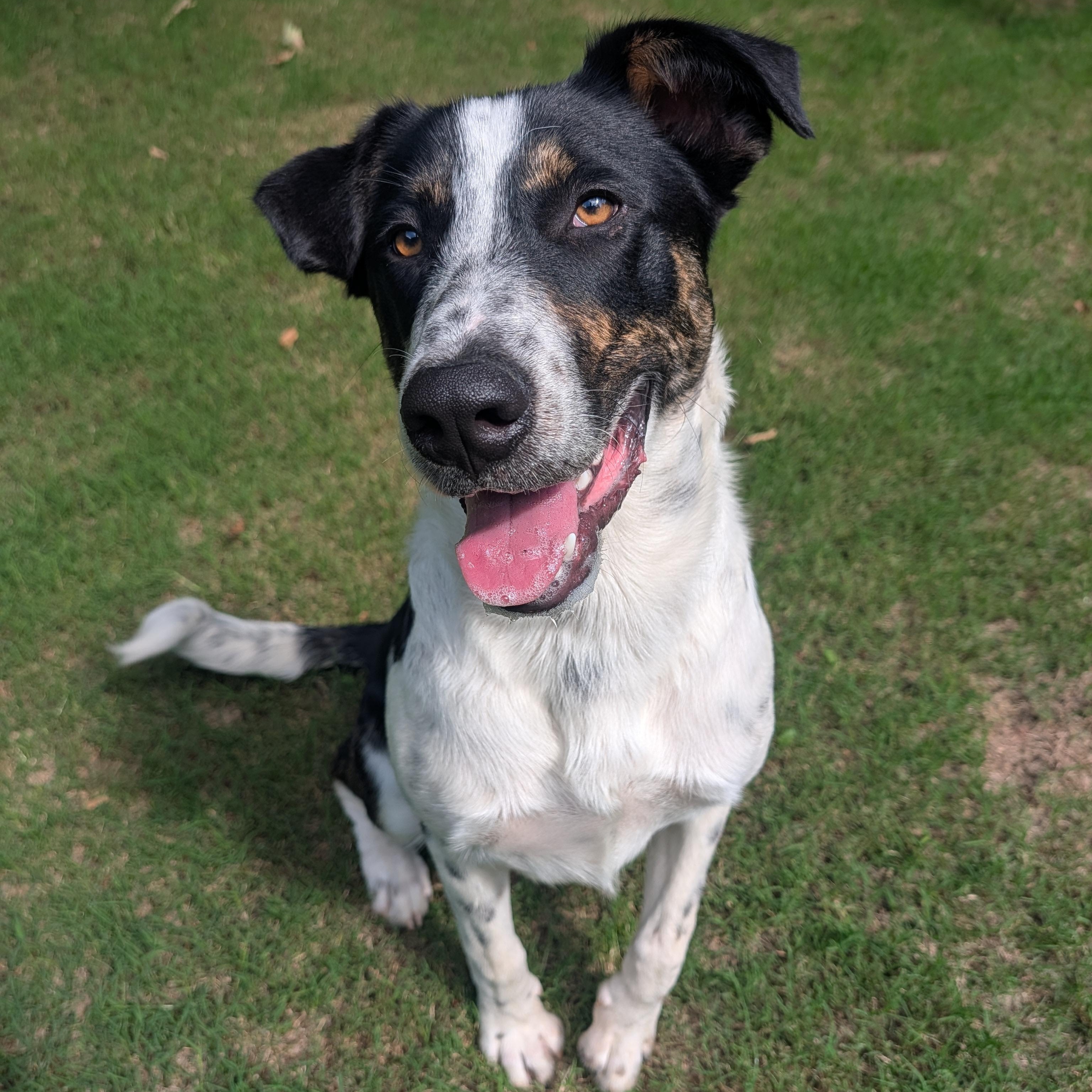 Wallee, a ADOPTABLE mixed breed in Bella Vista, AR image 2/6