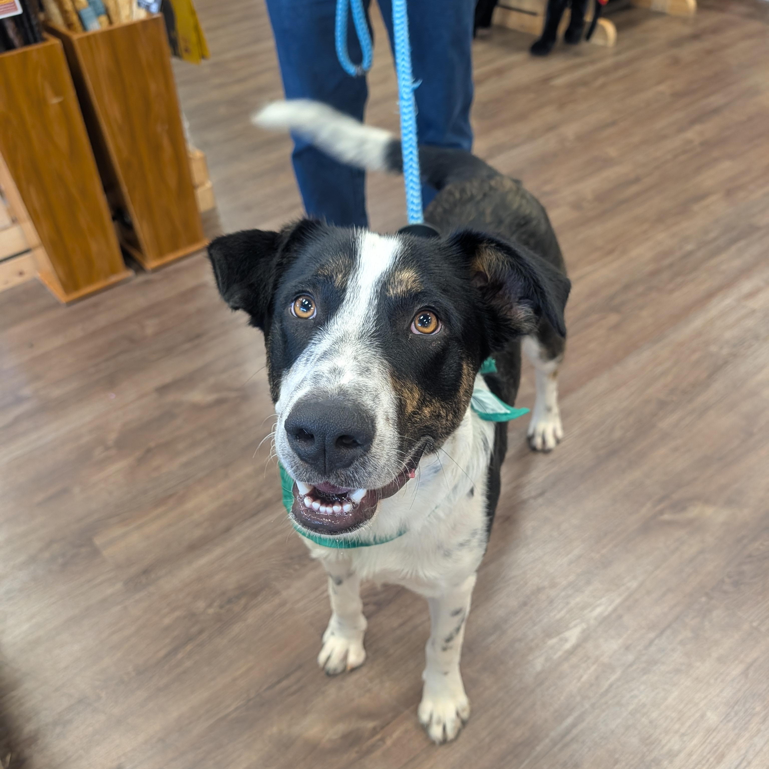 Wallee, a ADOPTABLE mixed breed in Bella Vista, AR image 5/6