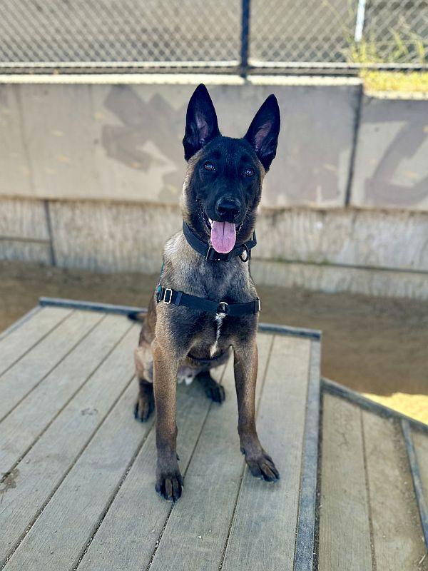 Kairo, a ADOPTABLE Belgian Shepherd / Malinois in Berkeley, CA image 6/6