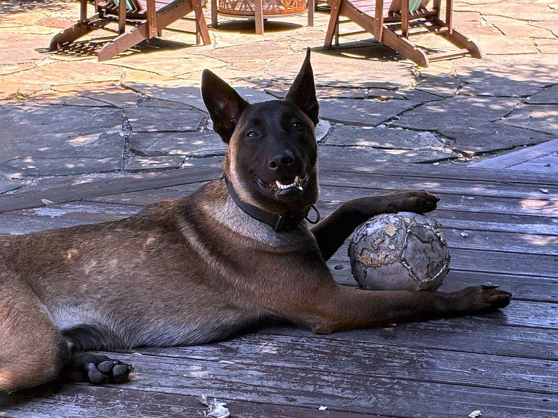 Enlarge Kairo, a ADOPTABLE Belgian Shepherd / Malinois in Berkeley, CA image 6/6