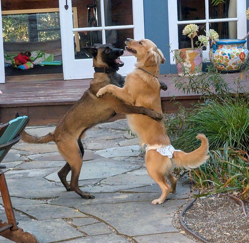 Enlarge Kairo, a ADOPTABLE Belgian Shepherd / Malinois in Berkeley, CA image 4/6