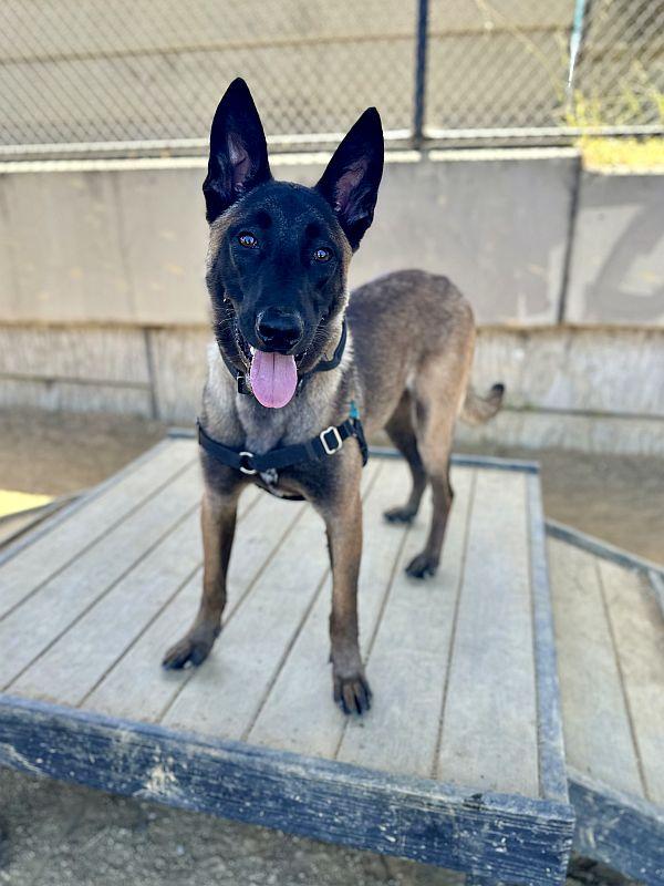 Kairo, ADOPTABLE, Puppy Male Belgian Shepherd / Malinois.