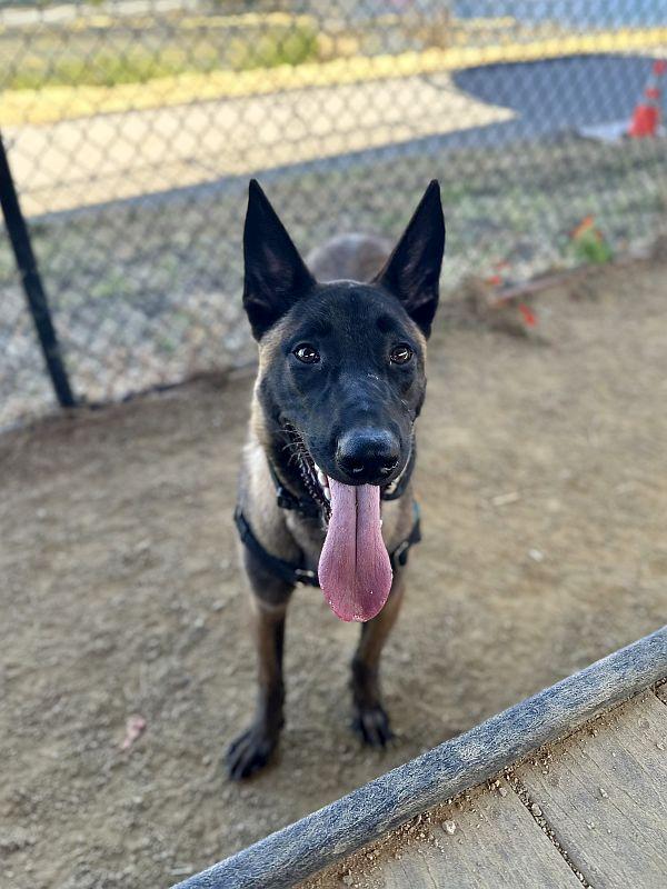 Kairo, a ADOPTABLE Belgian Shepherd / Malinois in Berkeley, CA image 5/6