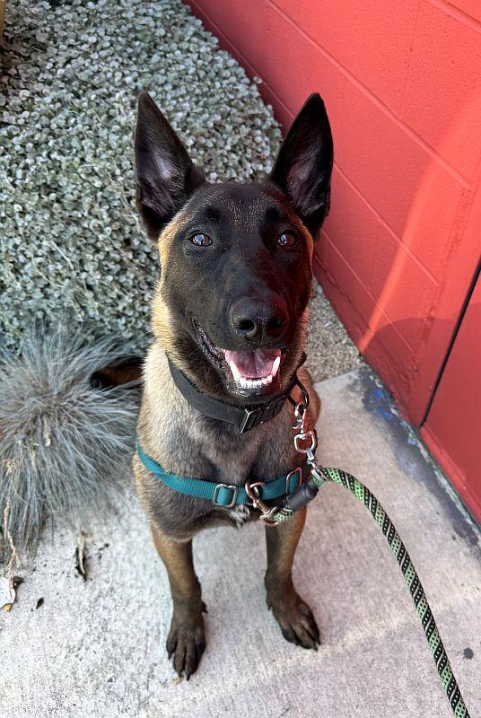 Kairo, a ADOPTABLE Belgian Shepherd / Malinois in Berkeley, CA image 2/6
