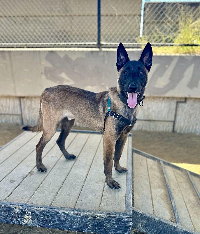 Kairo, a ADOPTABLE Belgian Shepherd / Malinois in Berkeley, CA image 4/6