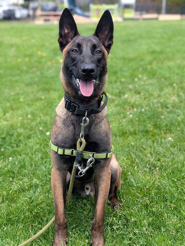 Kairo, ADOPTABLE, Puppy Male Belgian Shepherd / Malinois.