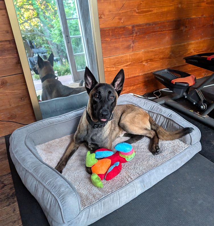 Enlarge Kairo, a ADOPTABLE Belgian Shepherd / Malinois in Berkeley, CA image 2/6