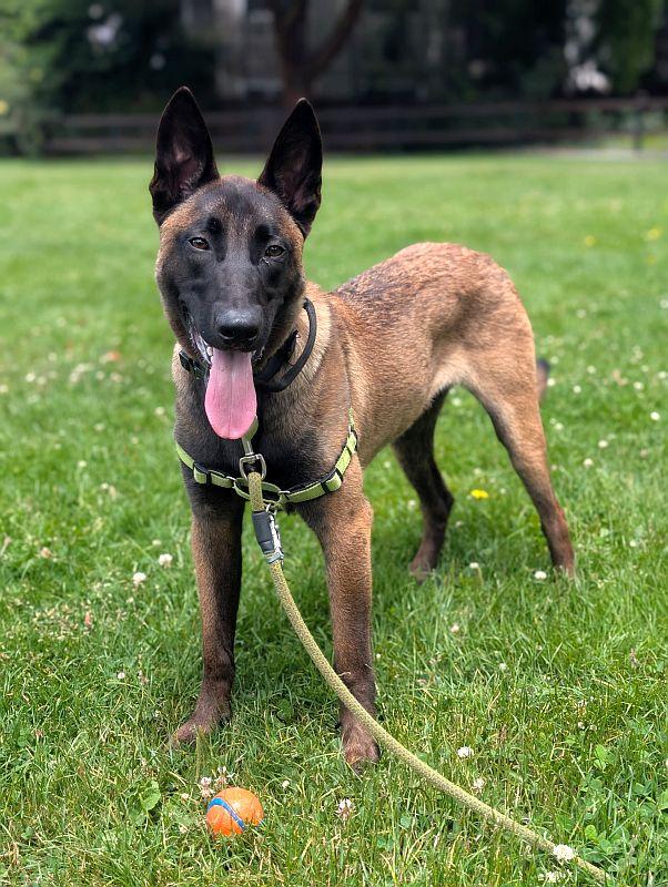 Enlarge Kairo, a ADOPTABLE Belgian Shepherd / Malinois in Berkeley, CA image 3/6