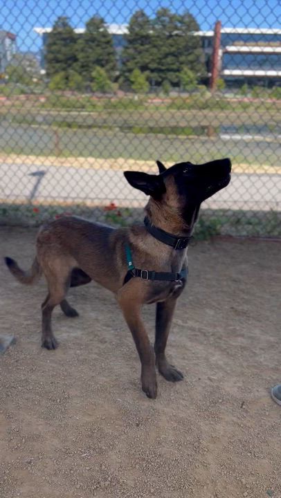 Enlarge Kairo, a ADOPTABLE Belgian Shepherd / Malinois in Berkeley, CA video 3/6