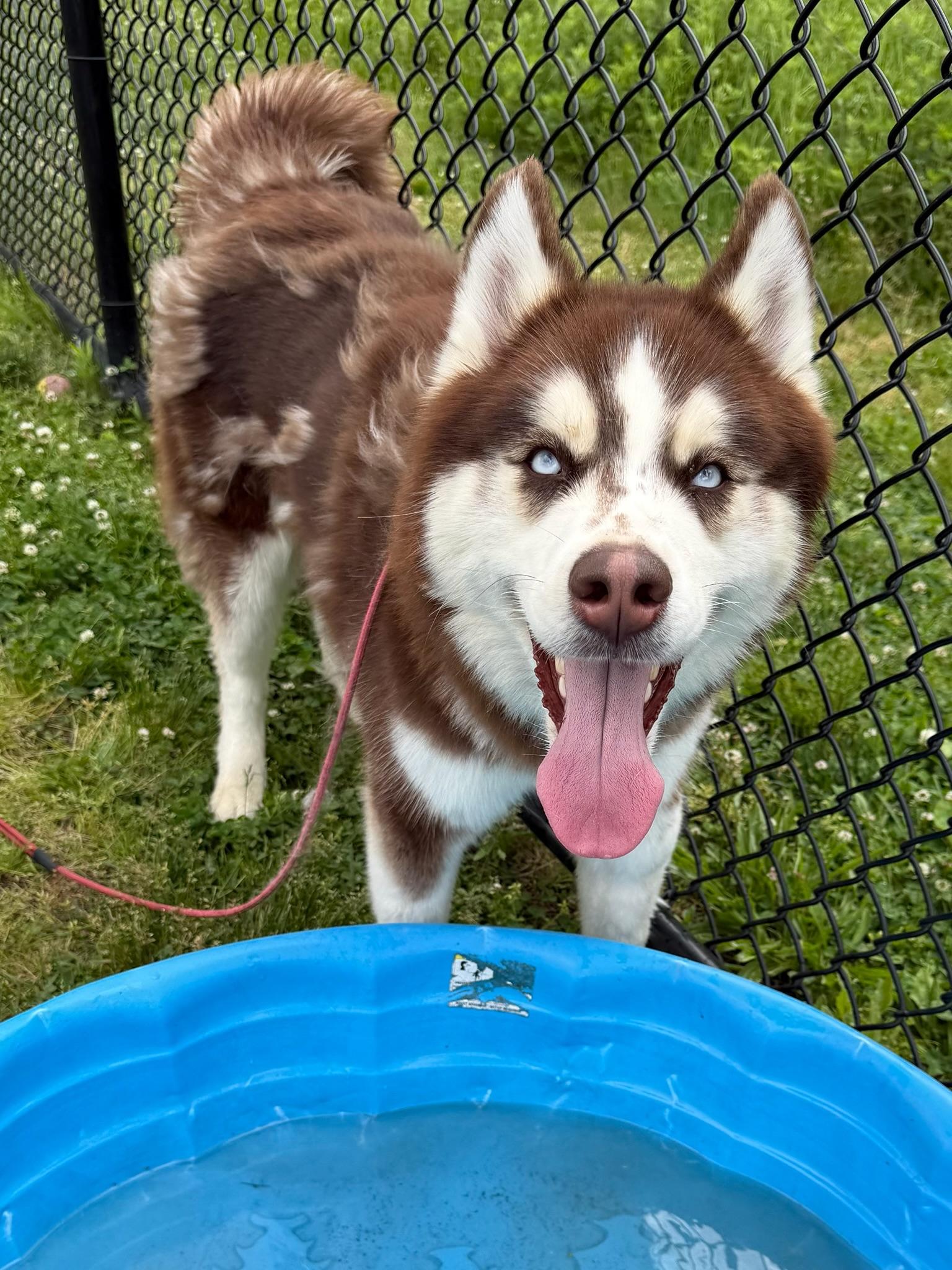 Carl Tag 2161, ADOPTABLE, Young Male Husky.