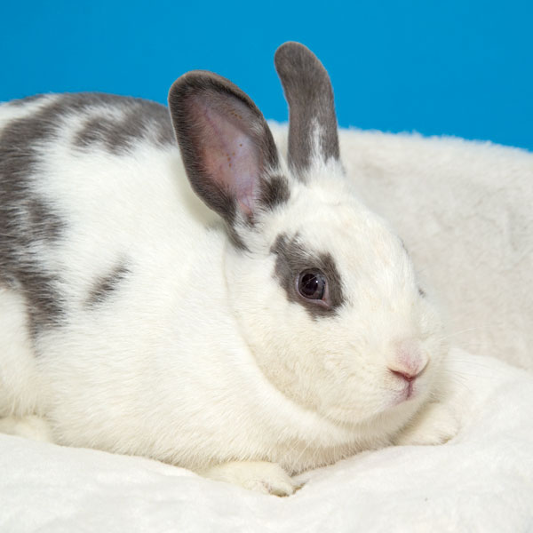 Enlarge Holly, a Adoptable Bunny Rabbit in Whittaker, MI image 1/5