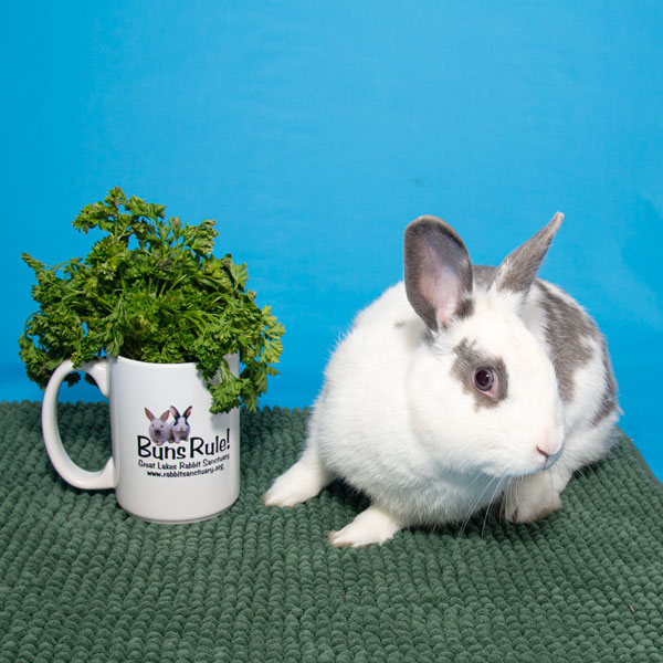 Enlarge Holly, a Adoptable Bunny Rabbit in Whittaker, MI image 5/5
