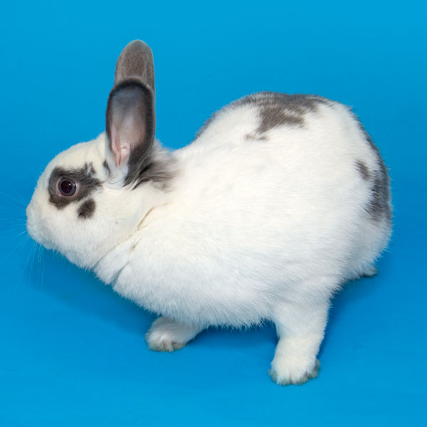 Enlarge Holly, a Adoptable Bunny Rabbit in Whittaker, MI image 2/5
