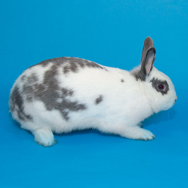 Enlarge Holly, a Adoptable Bunny Rabbit in Whittaker, MI image 3/5