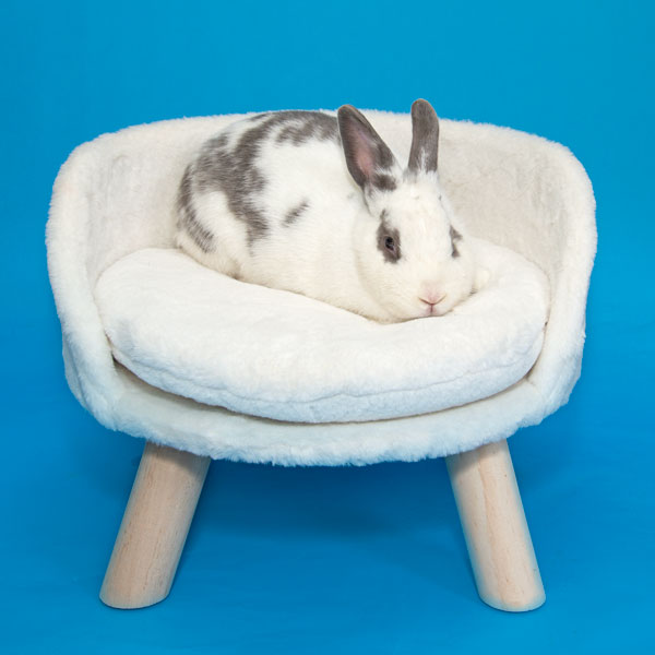 Enlarge Holly, a Adoptable Bunny Rabbit in Whittaker, MI image 4/5