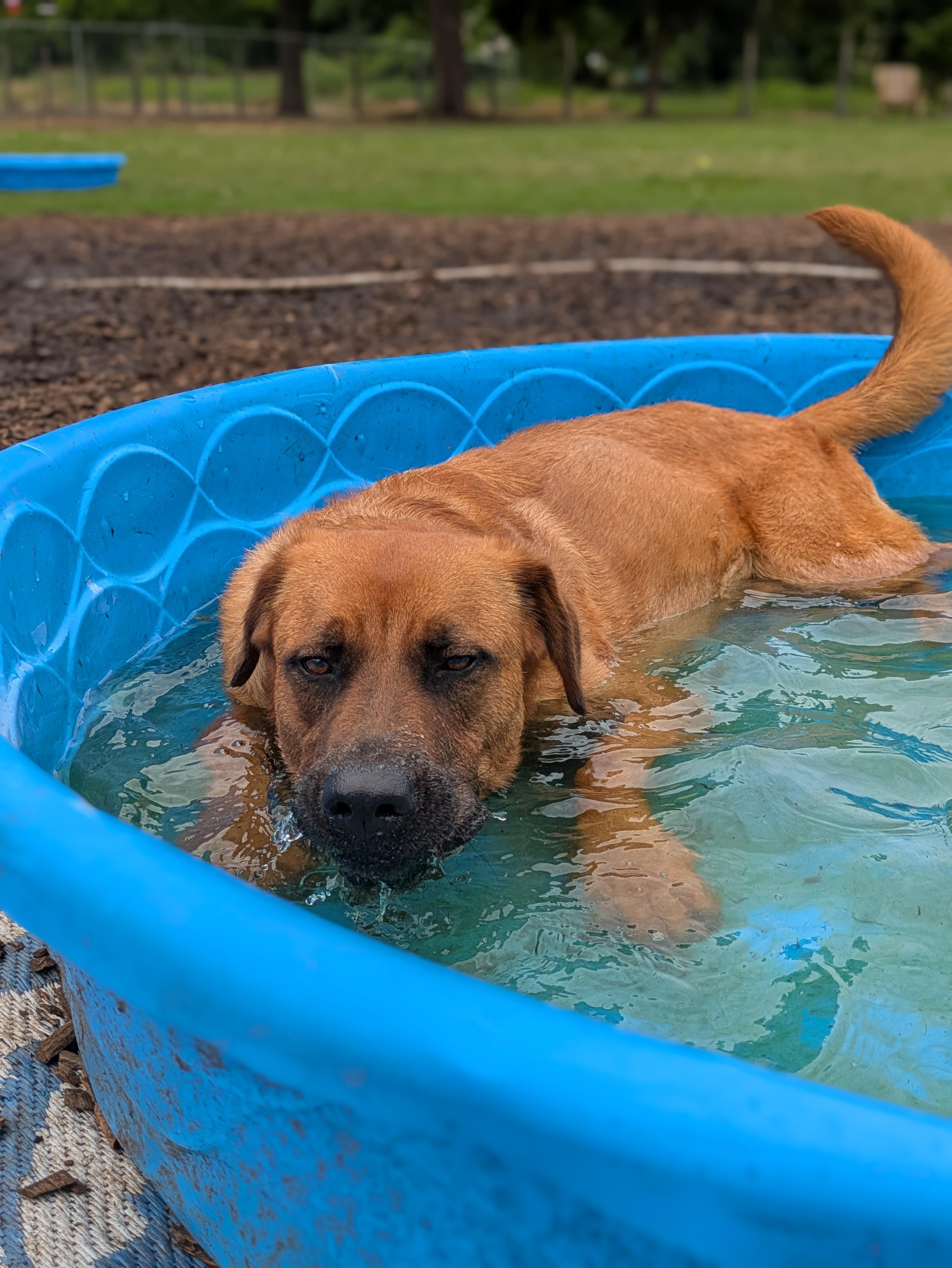 Rocco, a Adoptable mixed breed in Huntsville, AL image 1/6