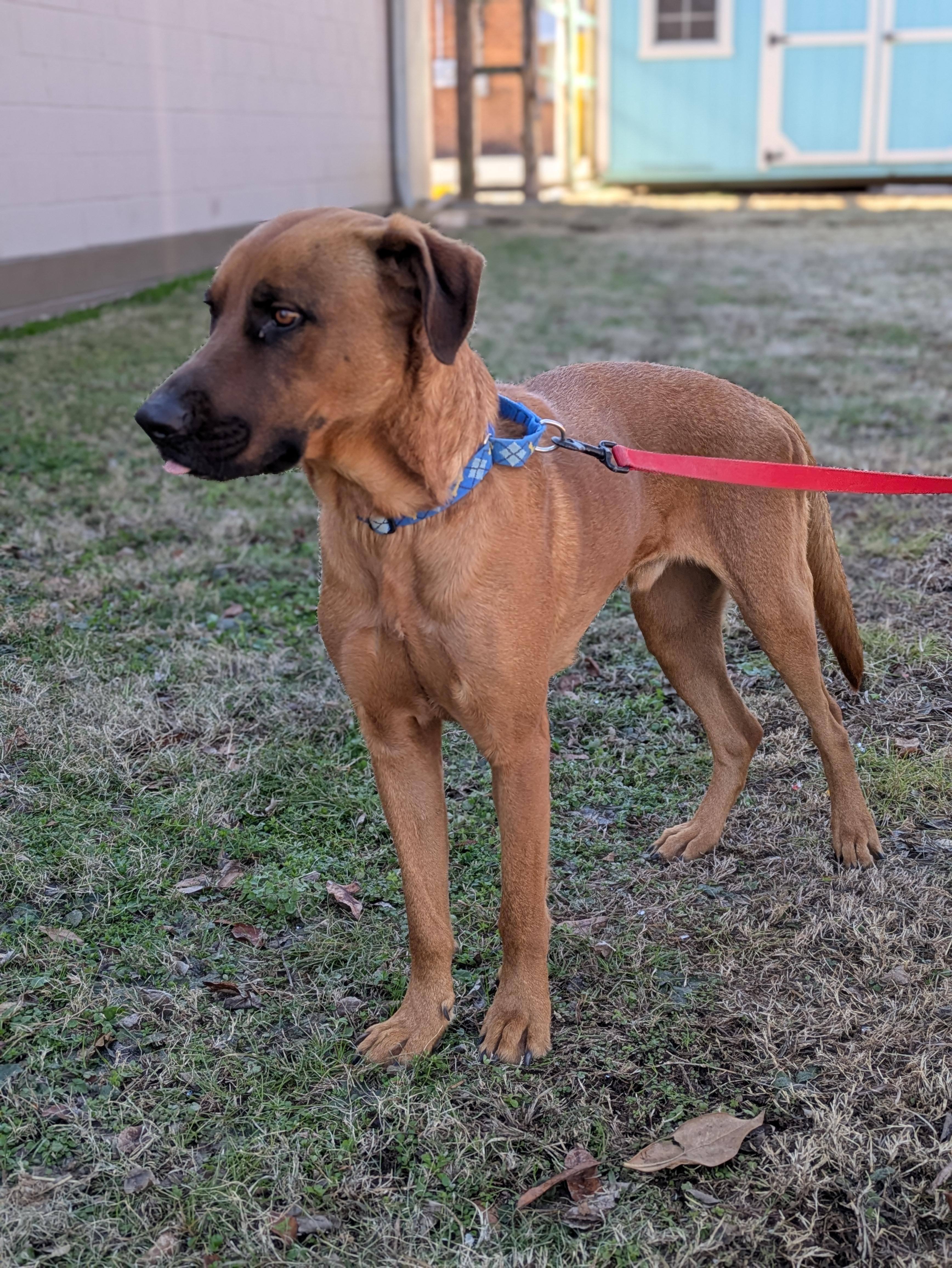 Rocco, a Adoptable mixed breed in Huntsville, AL image 5/6