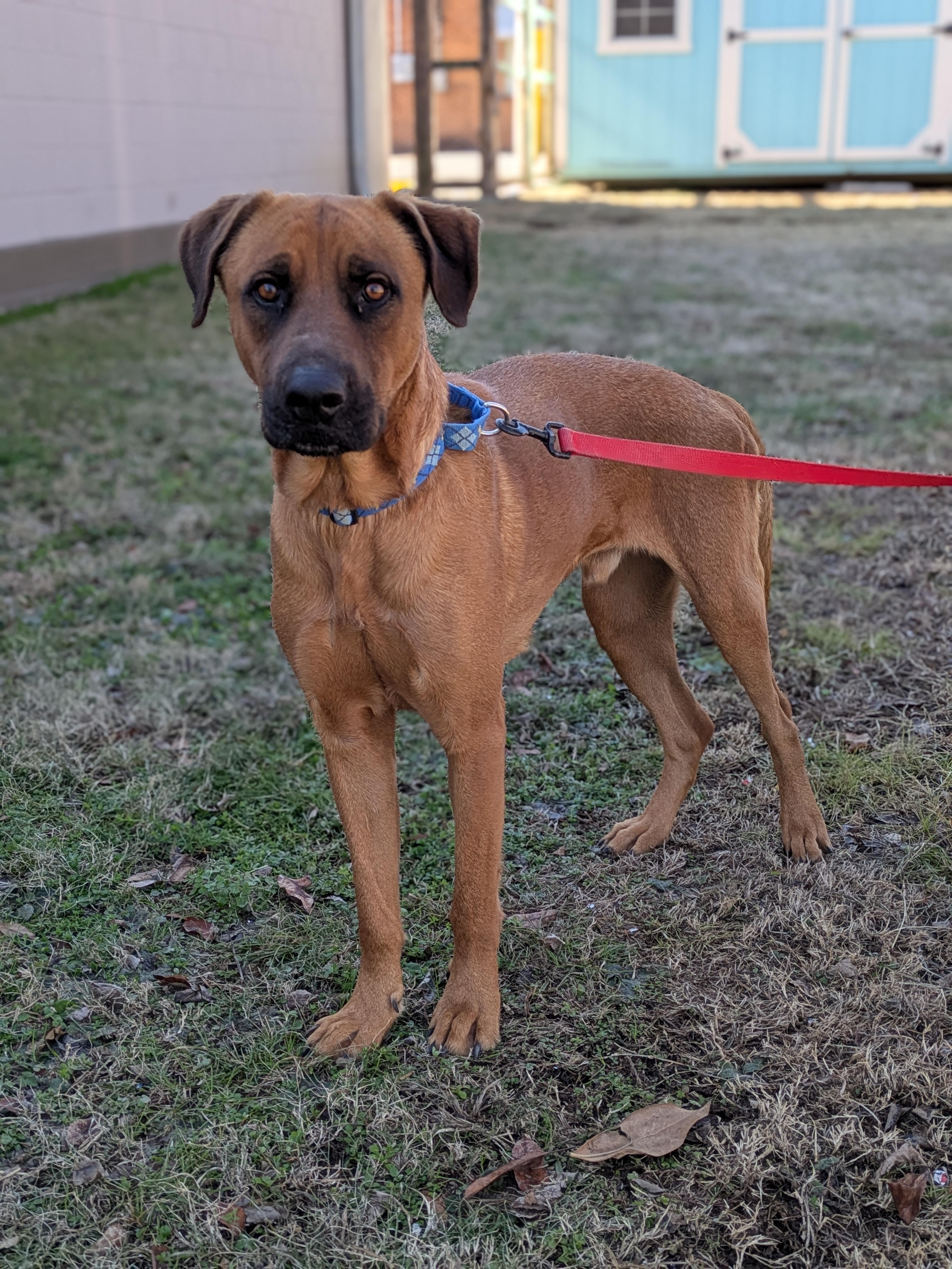 Rocco, a Adoptable mixed breed in Huntsville, AL image 2/6