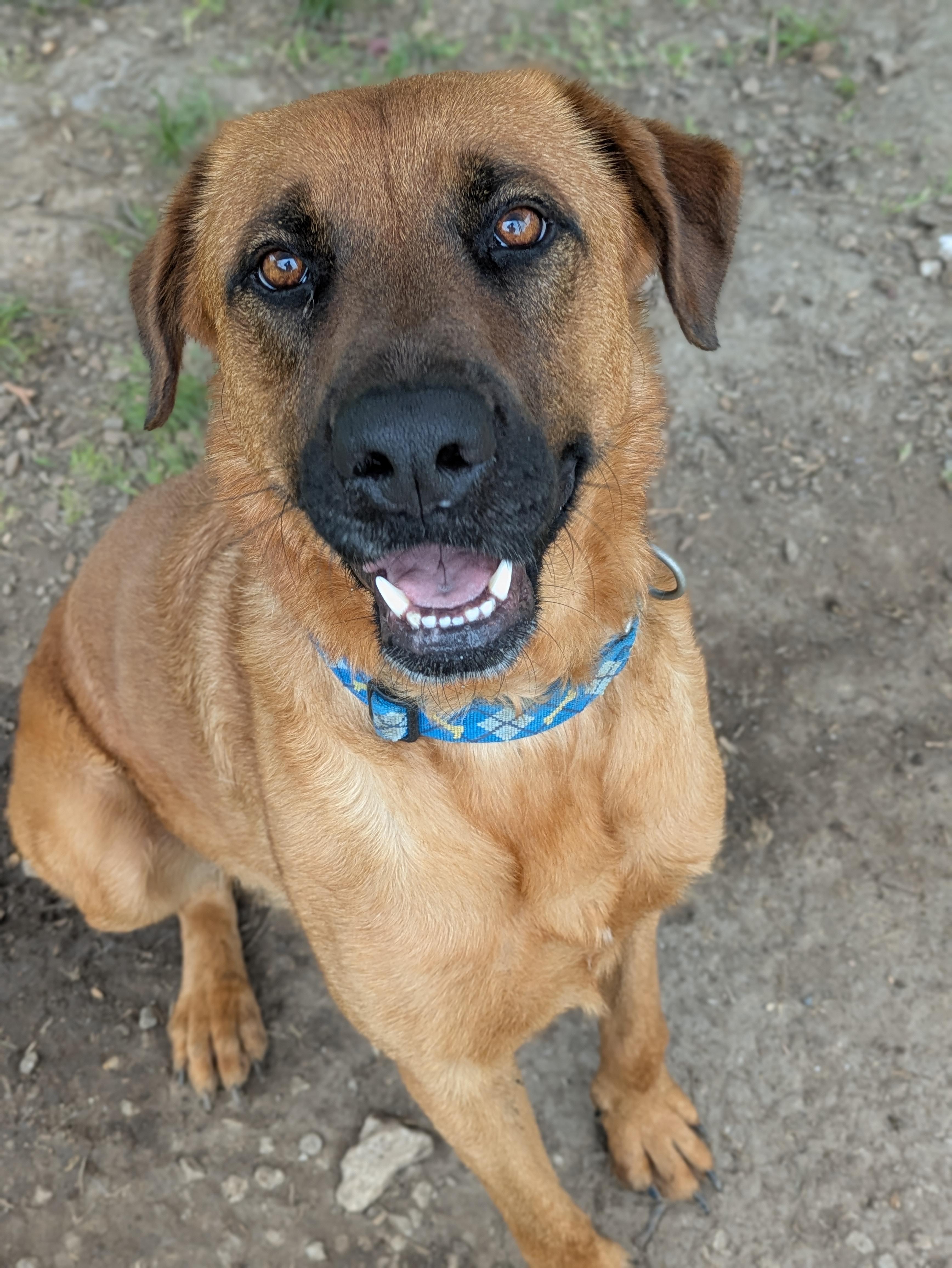 Rocco, a Adoptable mixed breed in Huntsville, AL image 3/6
