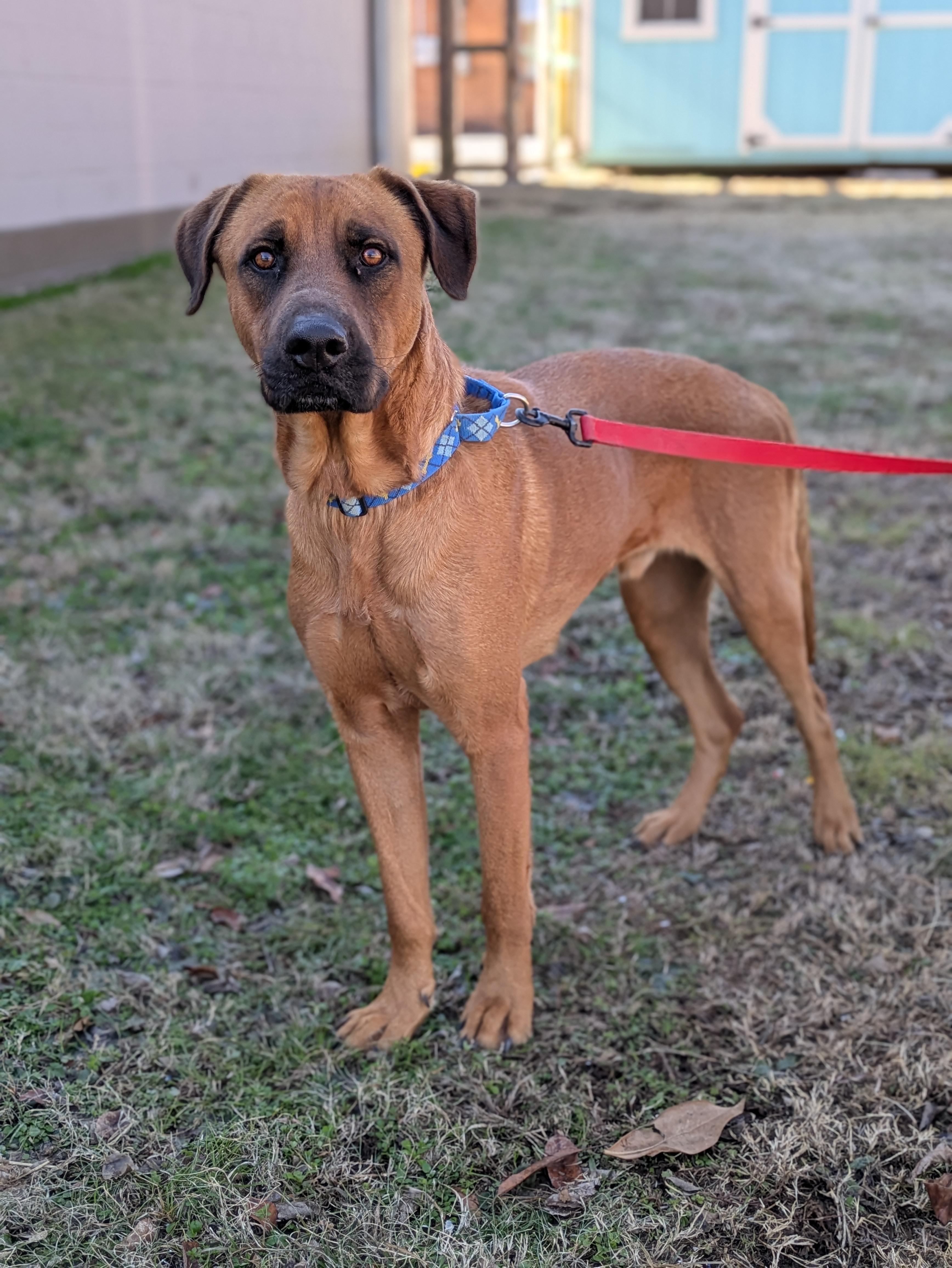 Rocco, a Adoptable mixed breed in Huntsville, AL image 6/6