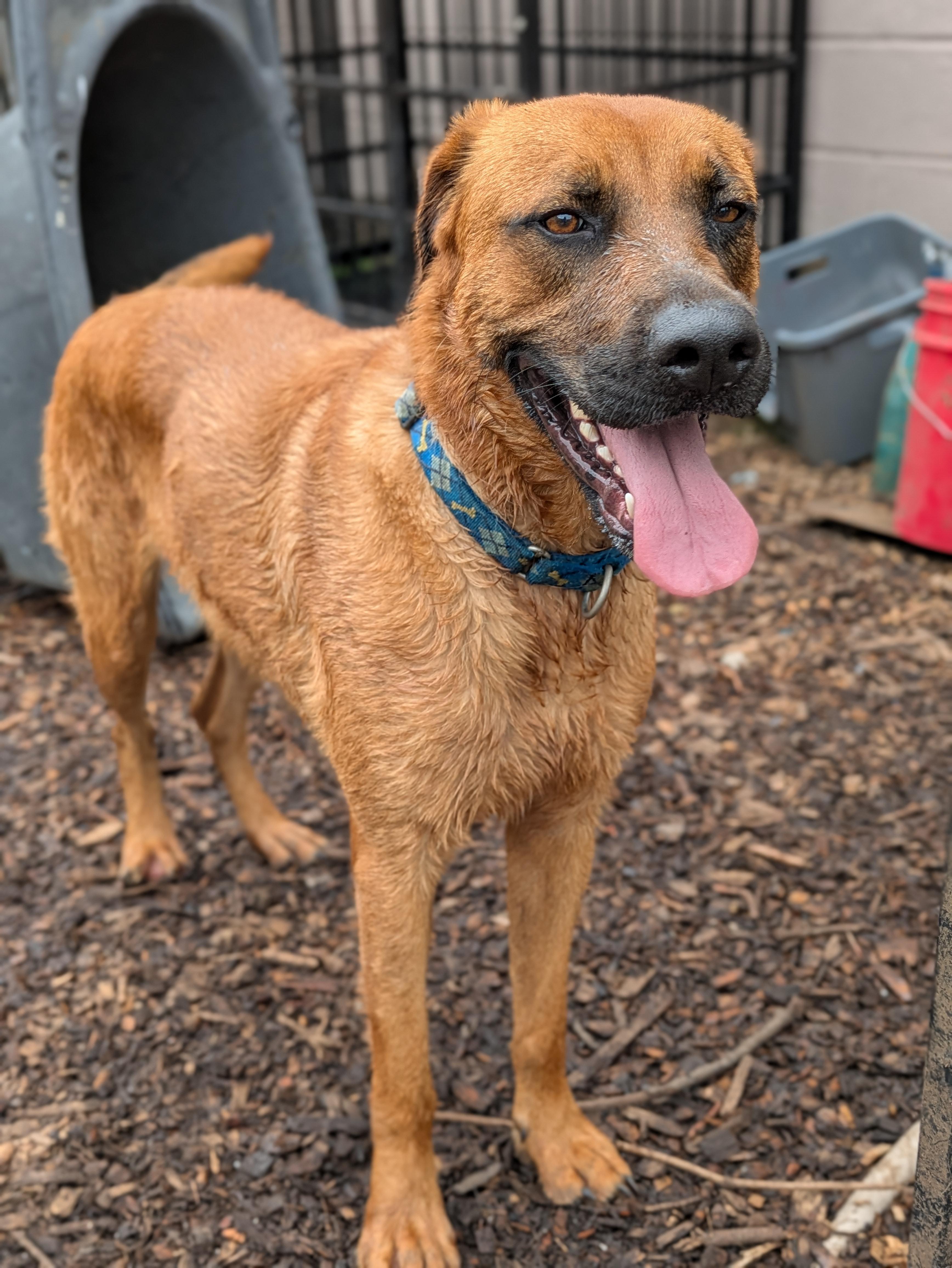 Rocco, a Adoptable mixed breed in Huntsville, AL image 4/6