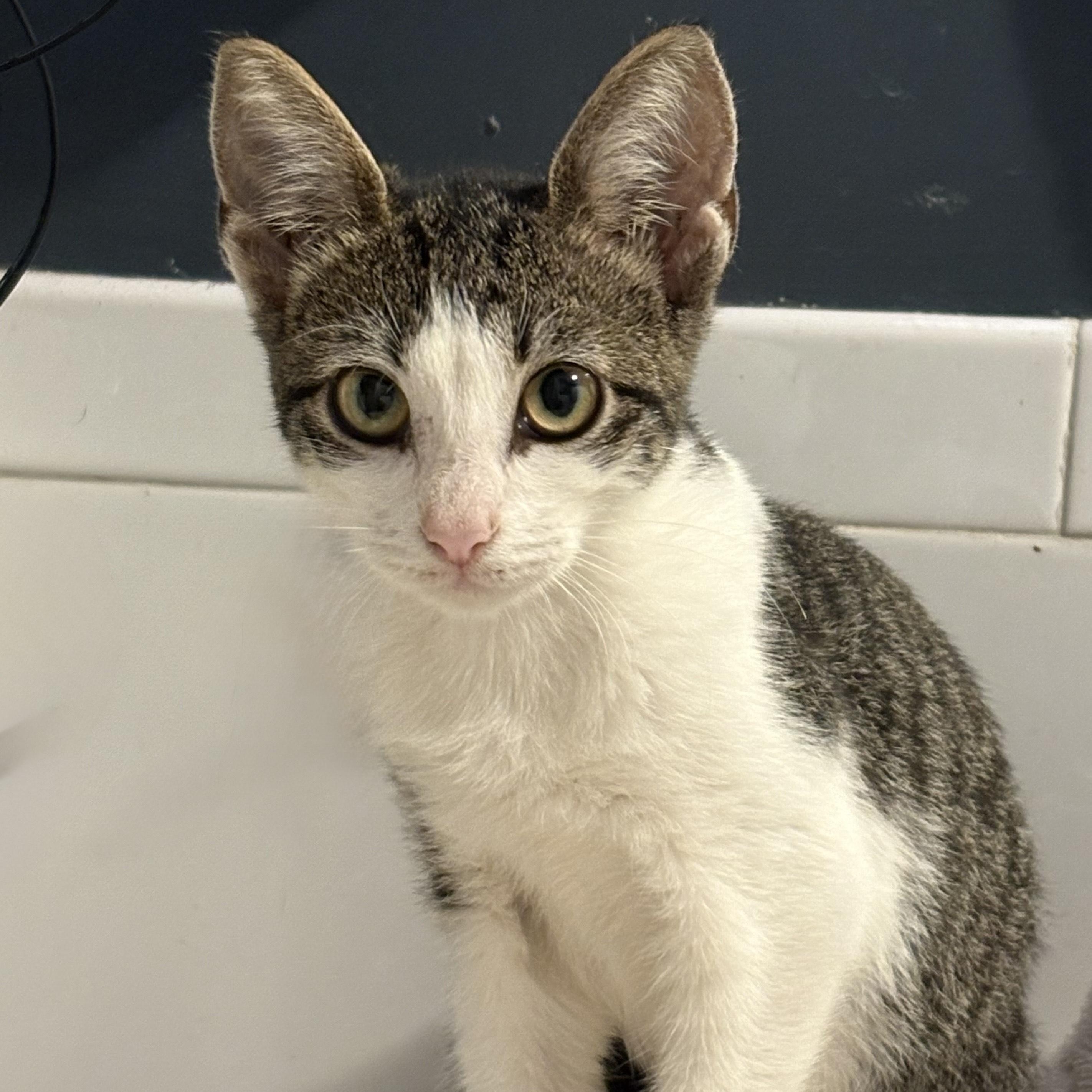 Abbi, a Adoptable American Shorthair in Union City, NJ image 1/5