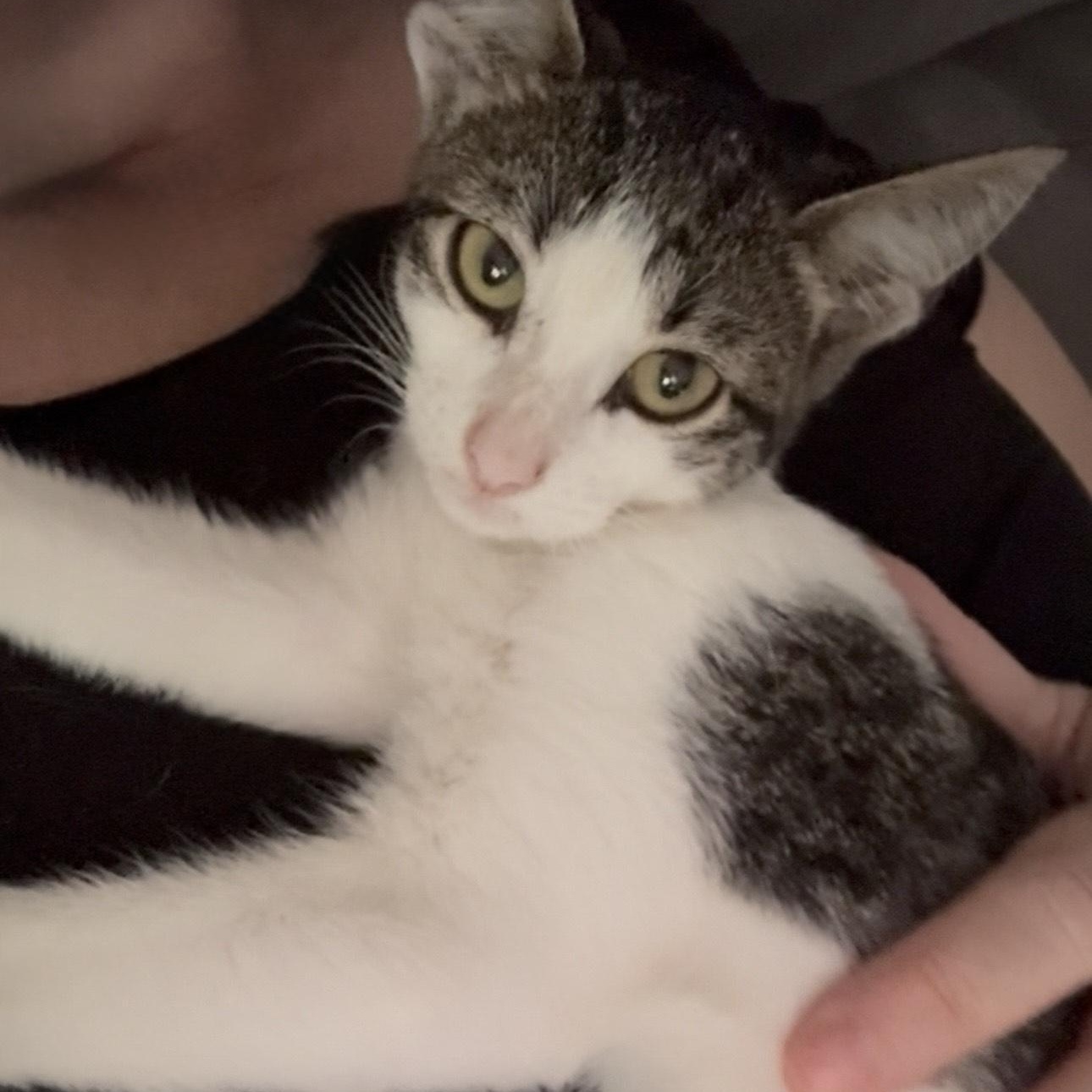 Abbi, a Adoptable American Shorthair in Union City, NJ image 3/5