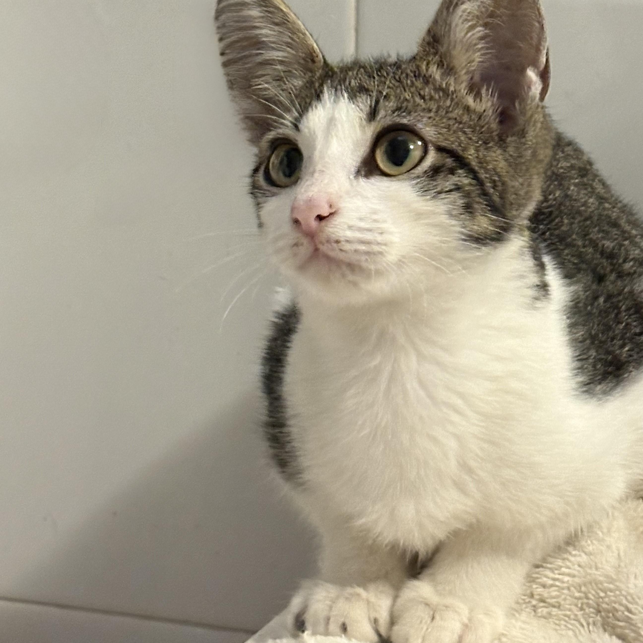 Abbi, a Adoptable American Shorthair in Union City, NJ image 2/5