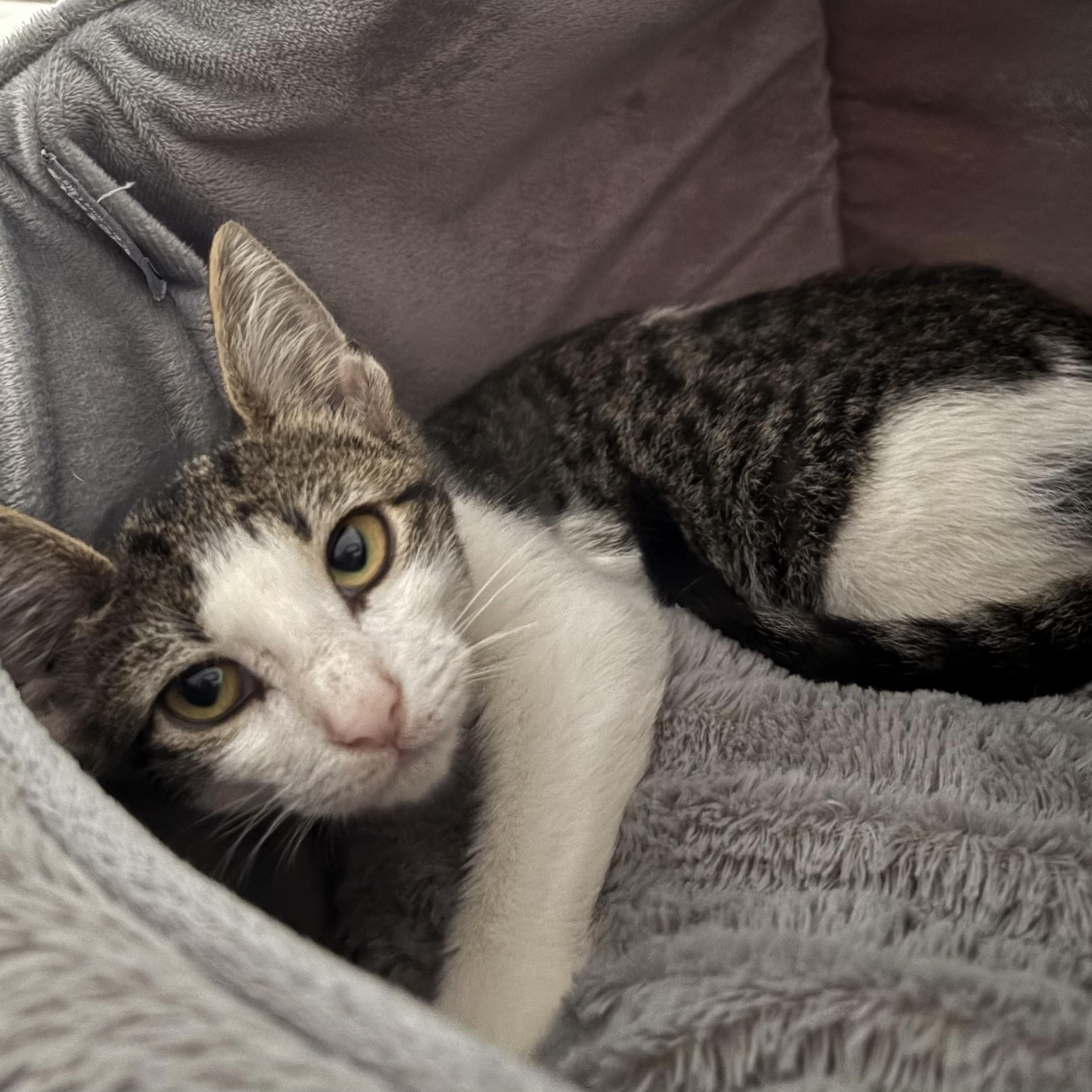 Abbi, a Adoptable American Shorthair in Union City, NJ image 5/5