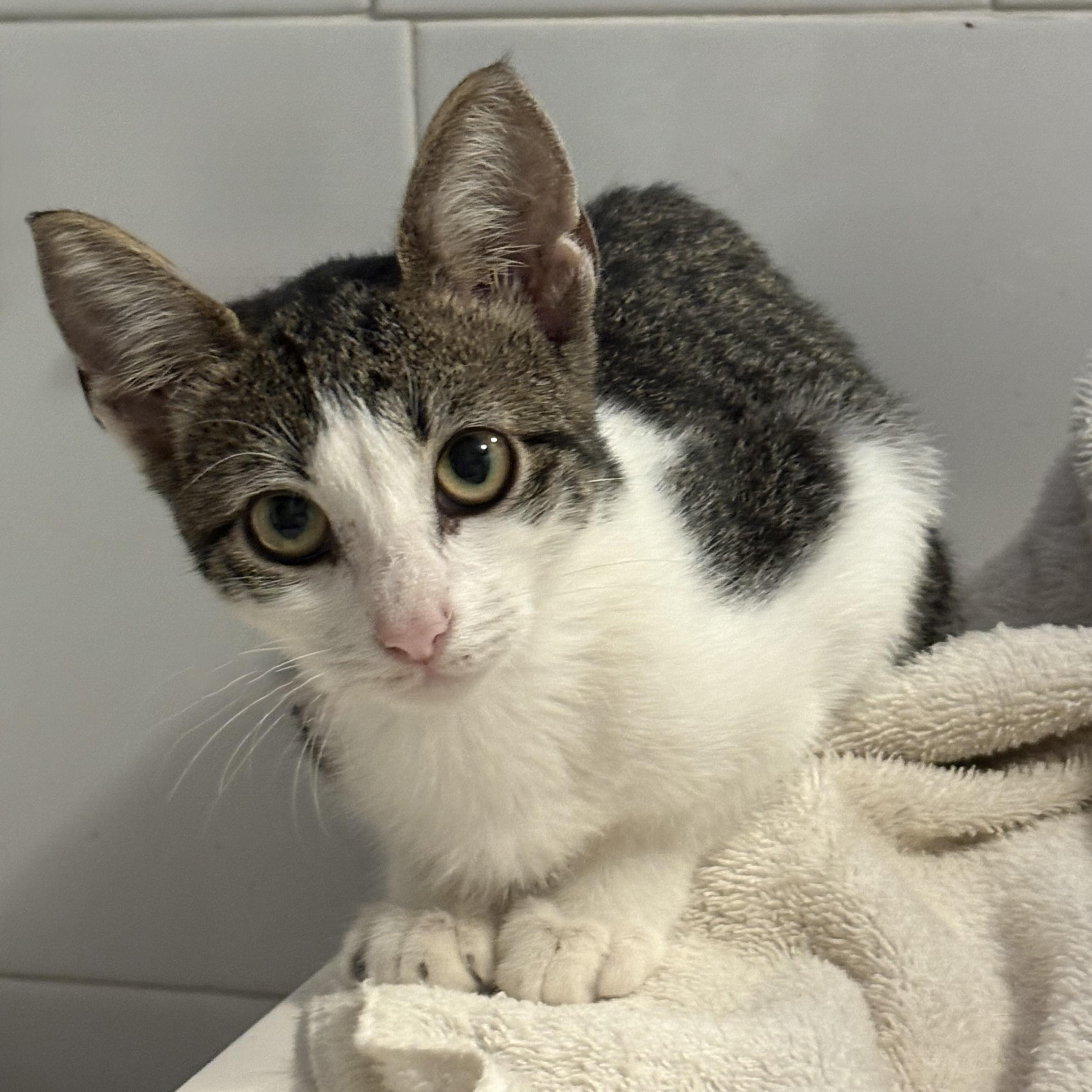 Abbi, a Adoptable American Shorthair in Union City, NJ image 4/5