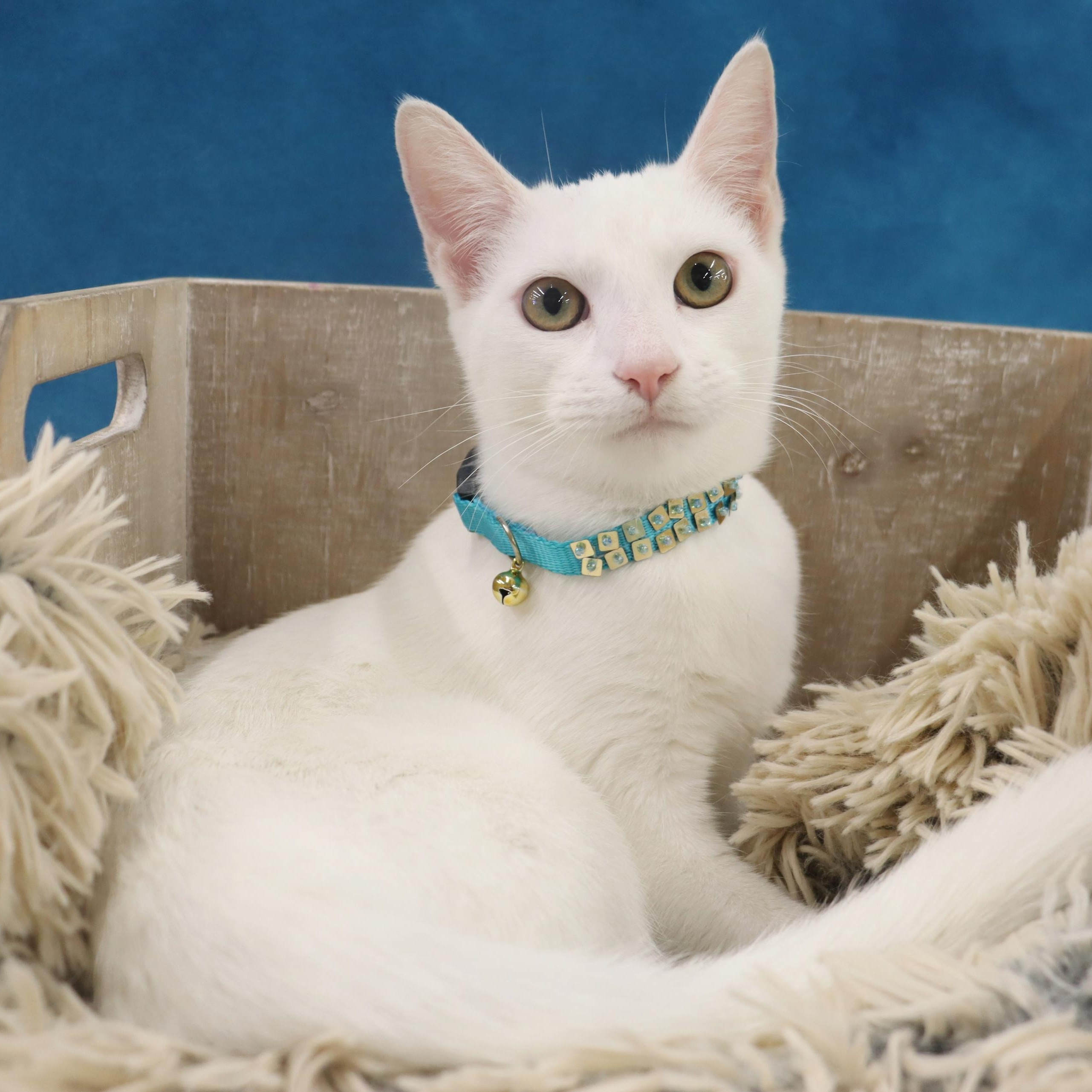 Enlarge Minnie Mouse - Would love to be an only princess, a Adoptable Domestic Short Hair in League City, TX image 3/4